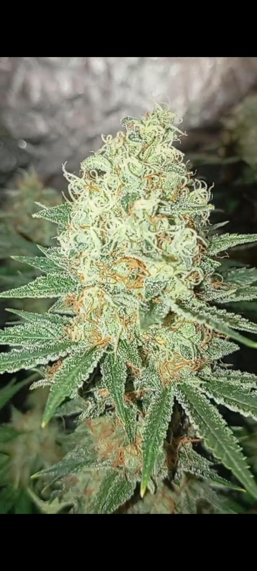 Dognabis cup #420 P & A. Week 14