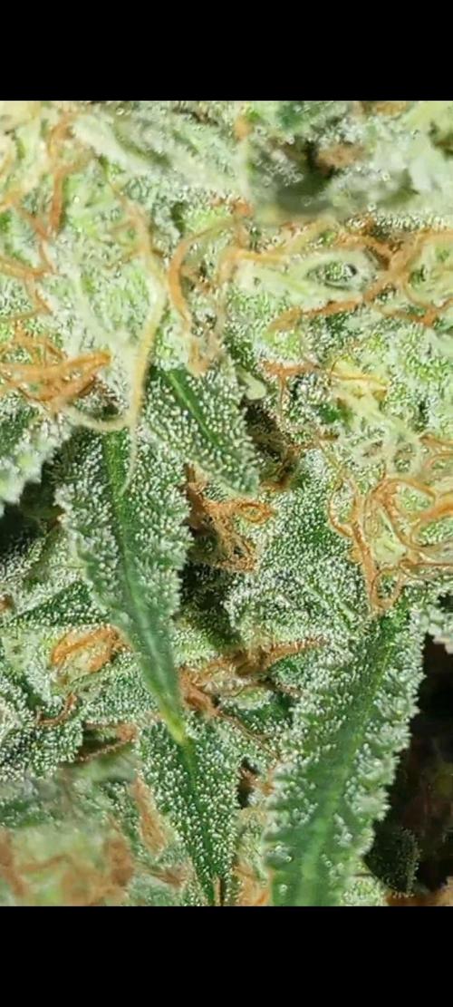 Dognabis cup #420 P & A. Week 14