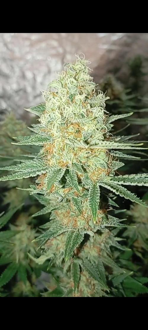 Dognabis cup #420 P & A. Week 14