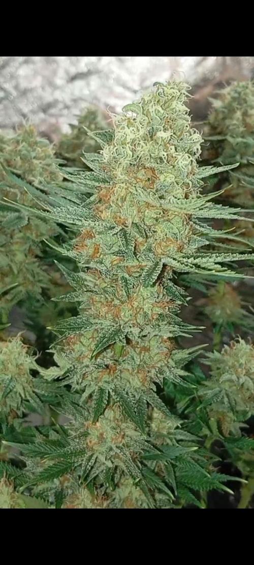 Dognabis cup #420 P & A. Week 14