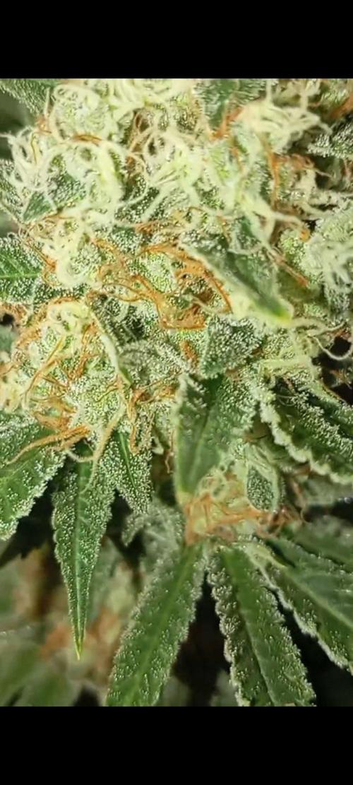 Dognabis cup #420 P & A. Week 14