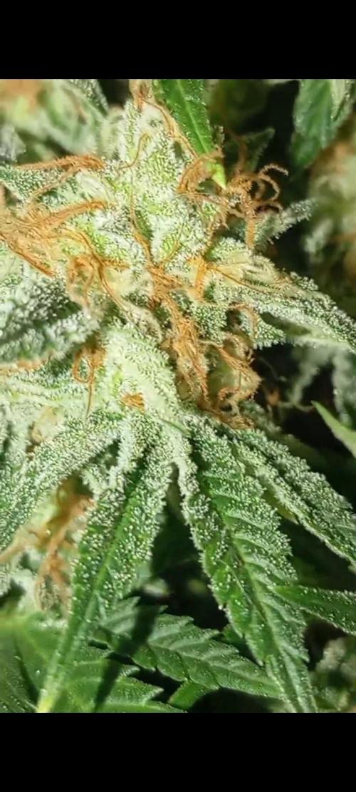 Dognabis cup #420 P & A. Week 14