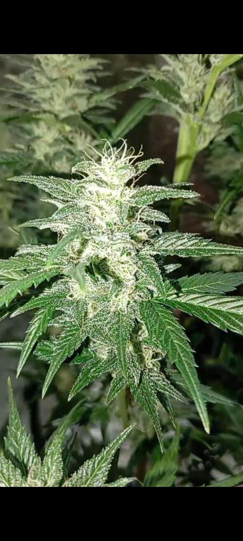 Dognabis cup #420 P & A. Week 14