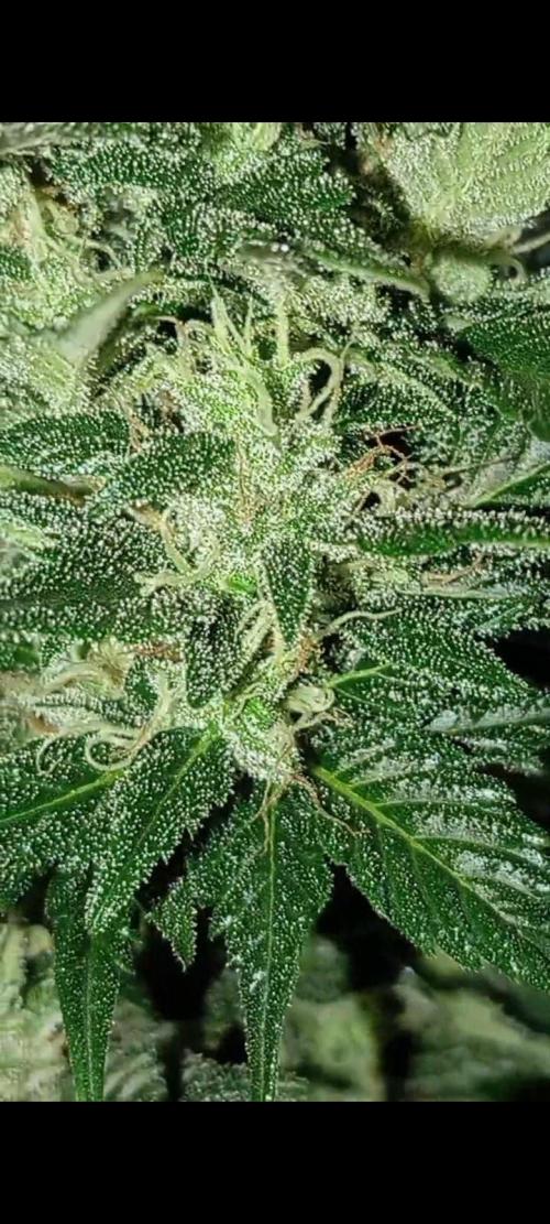 Dognabis cup #420 P & A. Week 14