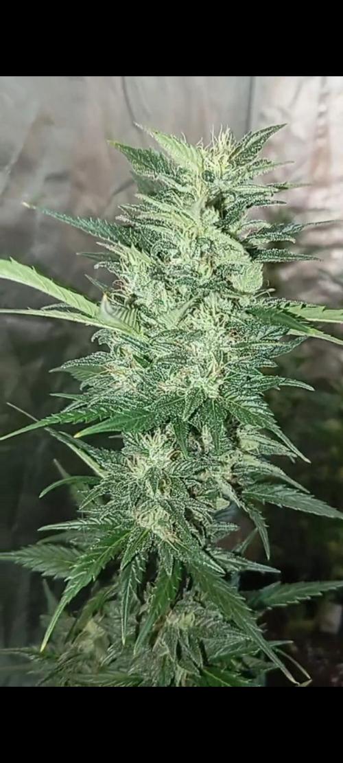 Dognabis cup #420 P & A. Week 14