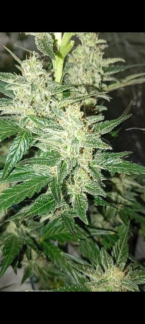 Dognabis cup #420 P & A. Week 14