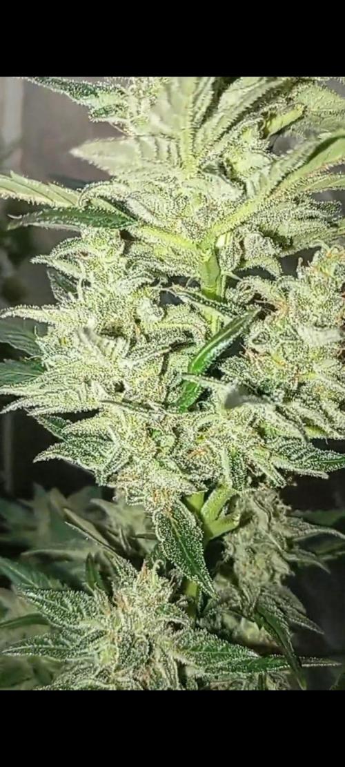 Dognabis cup #420 P & A. Week 14