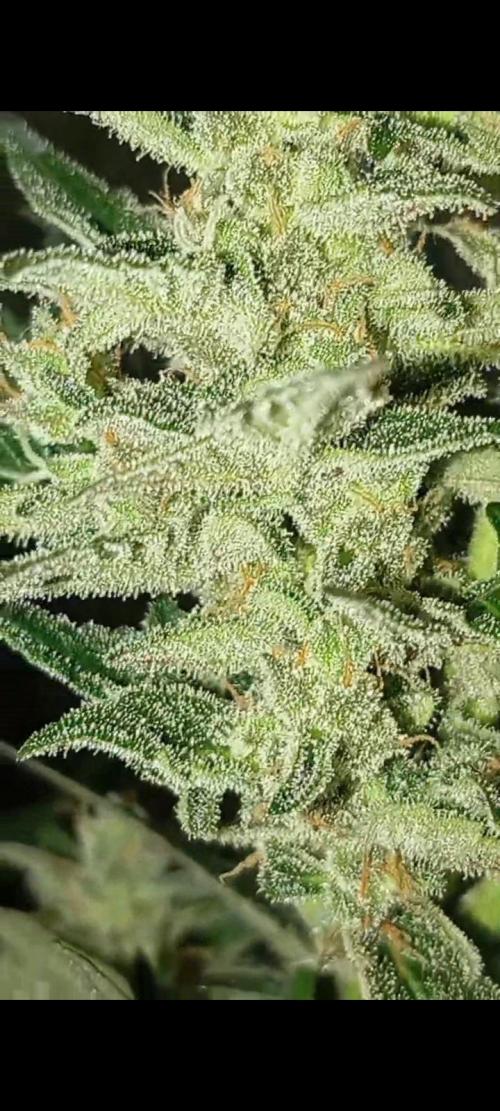 Dognabis cup #420 P & A. Week 14