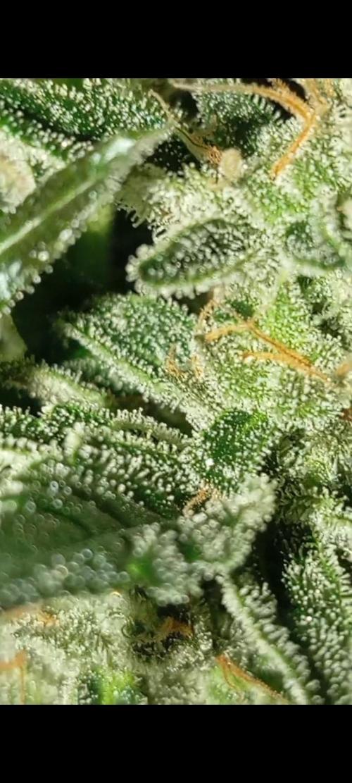 Dognabis cup #420 P & A. Week 14