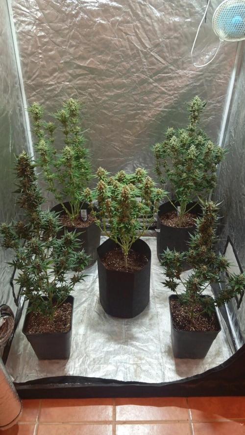 Dognabis cup #420 P & A. Week 15