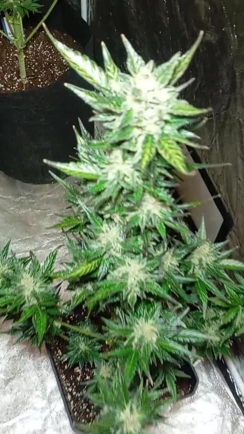 Dognabis cup #420 P & A