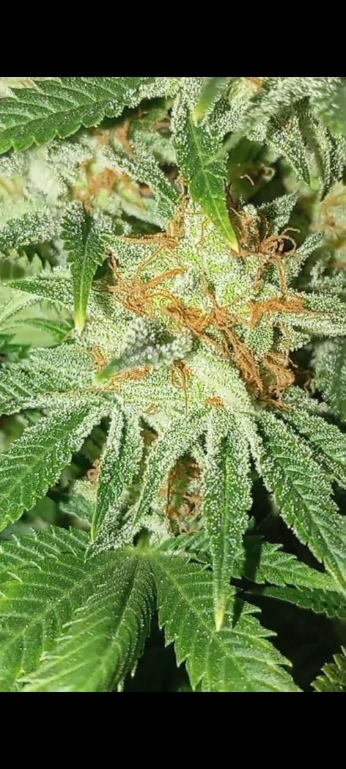 Dognabis cup #420 P & A. Week 15