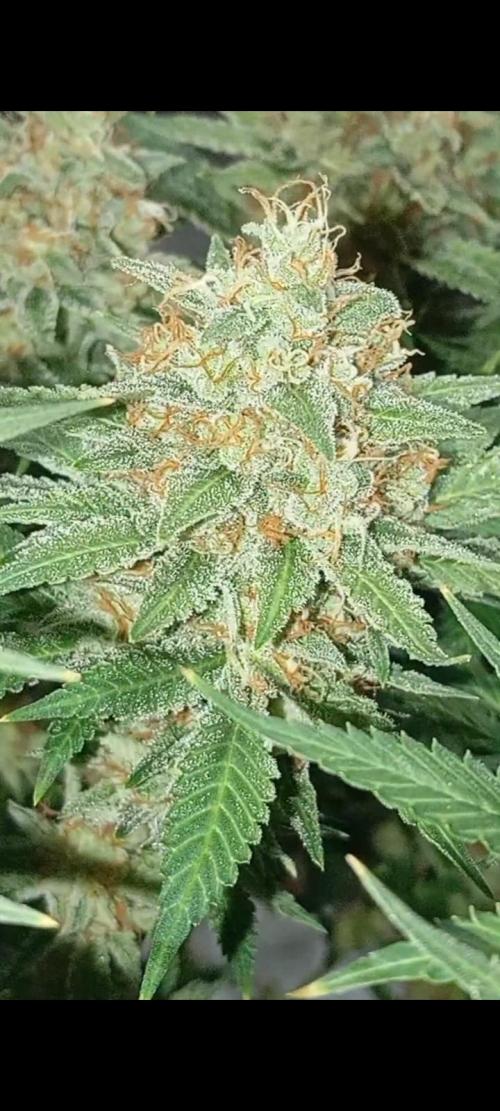 Dognabis cup #420 P & A. Week 15