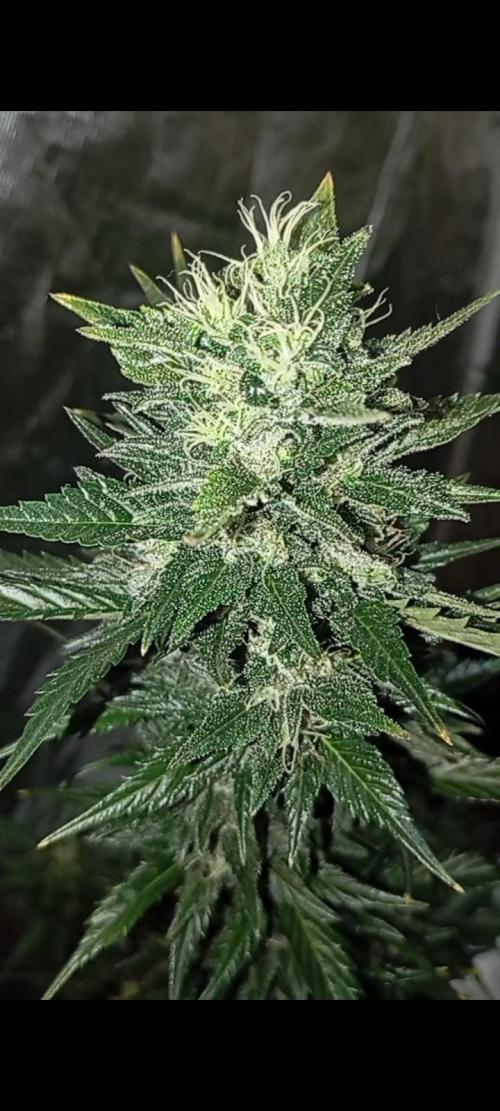 Dognabis cup #420 P & A. Week 15