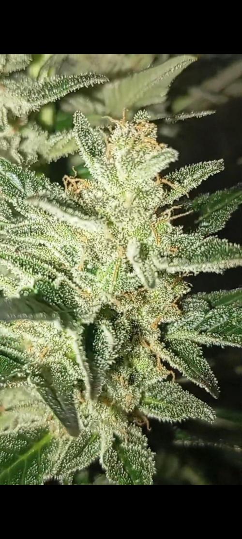 Dognabis cup #420 P & A. Week 15