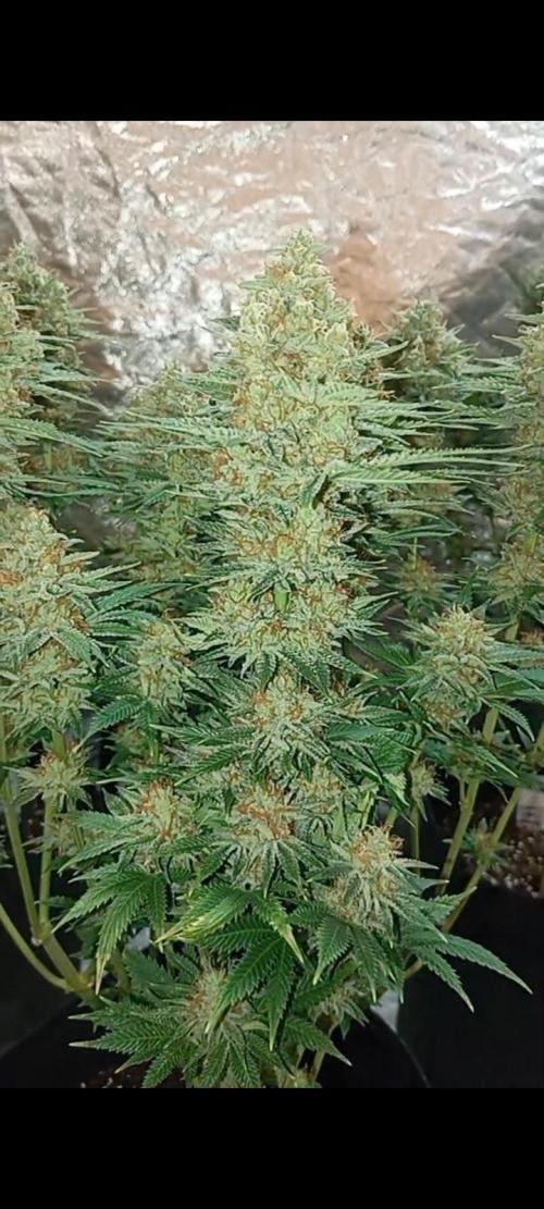 Dognabis cup #420 P & A. Week 15