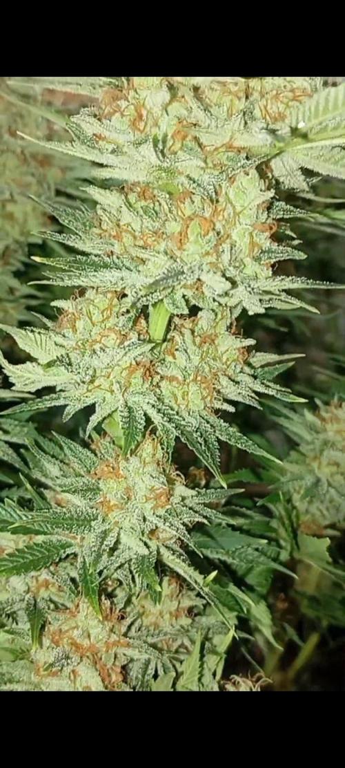 Dognabis cup #420 P & A. Week 15