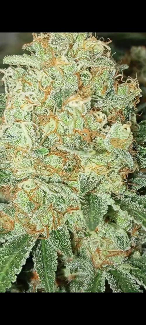 Dognabis cup #420 P & A. Week 15