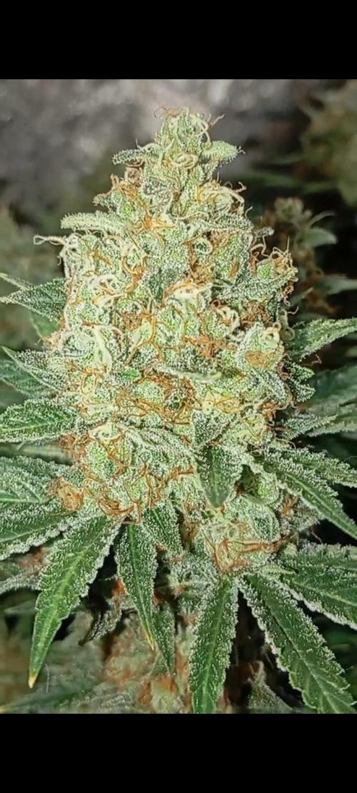 Dognabis cup #420 P & A. Week 15