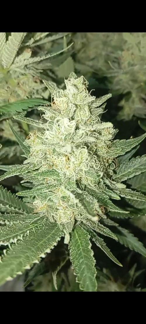 Dognabis cup #420 P & A. Week 15