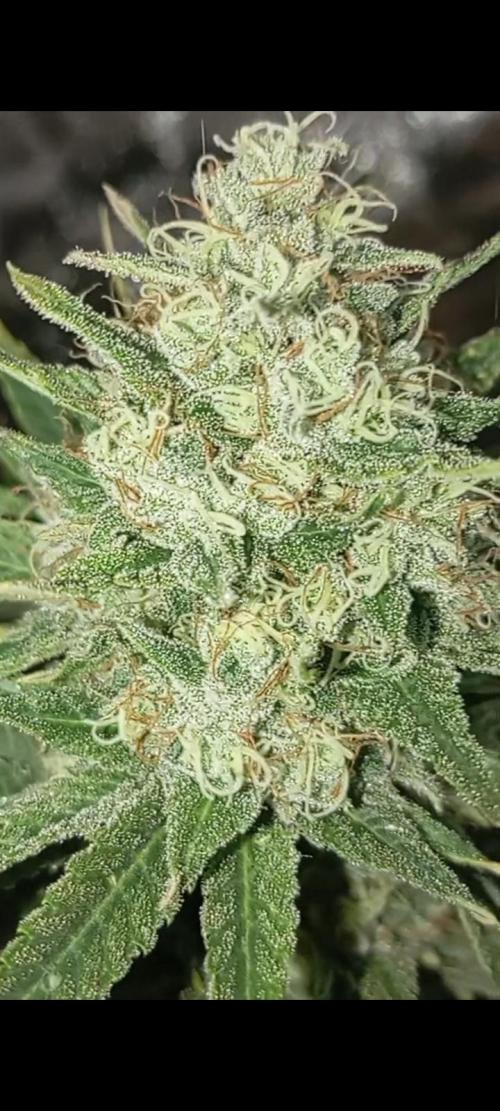 Dognabis cup #420 P & A. Week 15