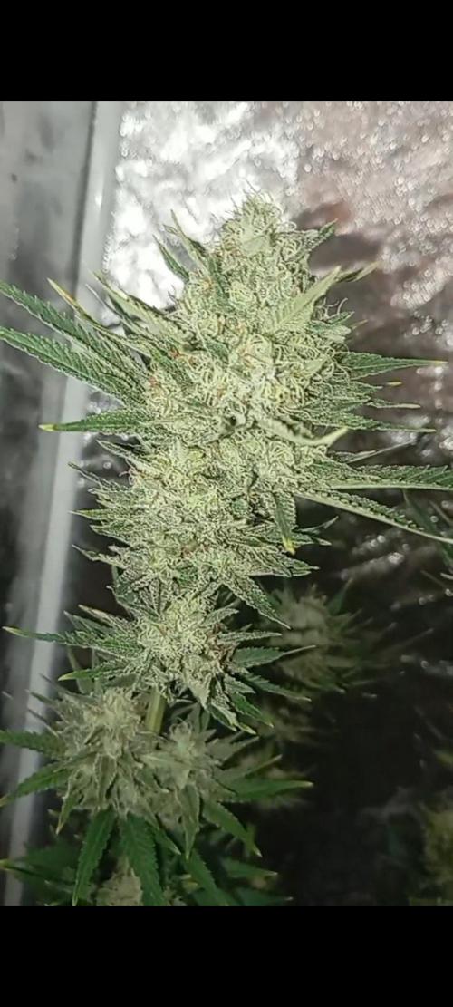 Dognabis cup #420 P & A. Week 15