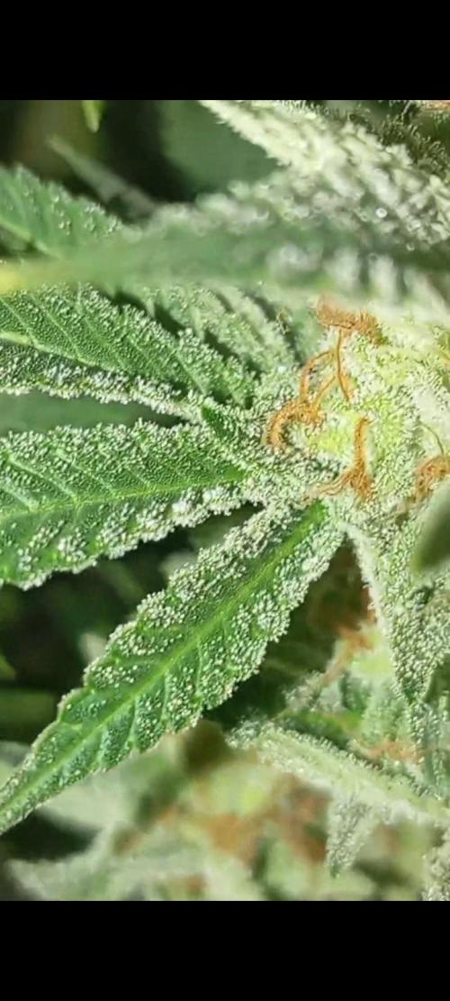 Dognabis cup #420 P & A. Week 15