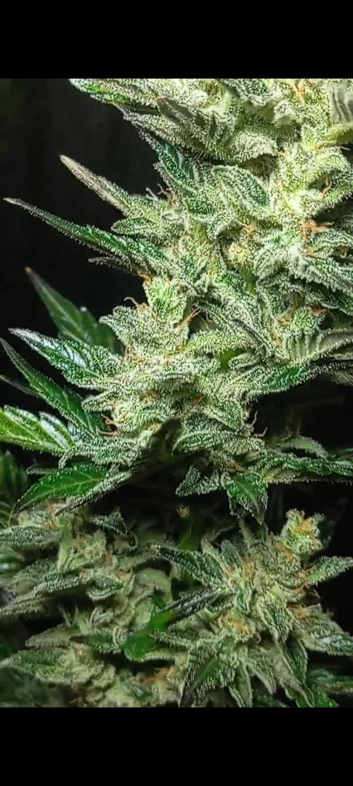 Dognabis cup #420 P & A. Week 15