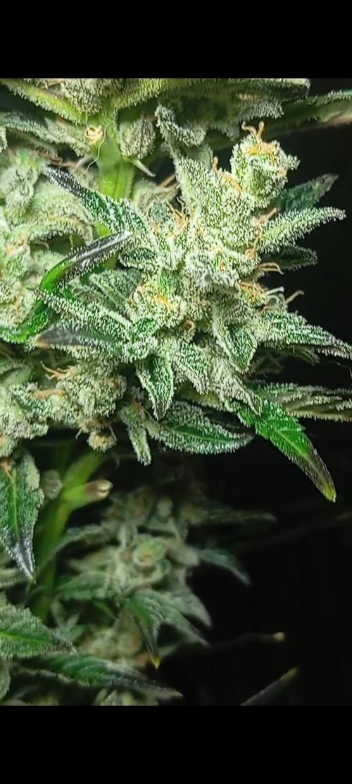 Dognabis cup #420 P & A. Week 15