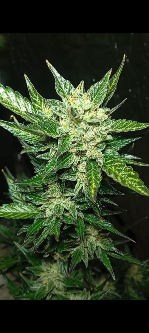 Dognabis cup #420 P & A. Week 15