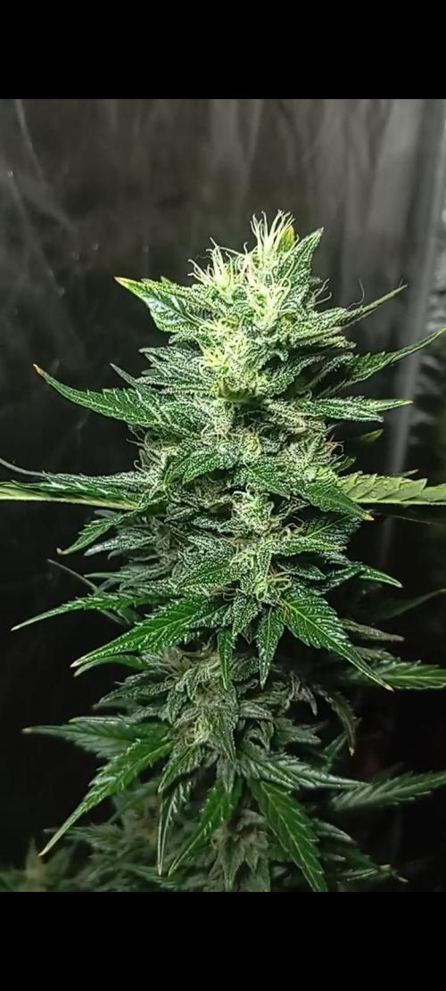 Dognabis cup #420 P & A. Week 15