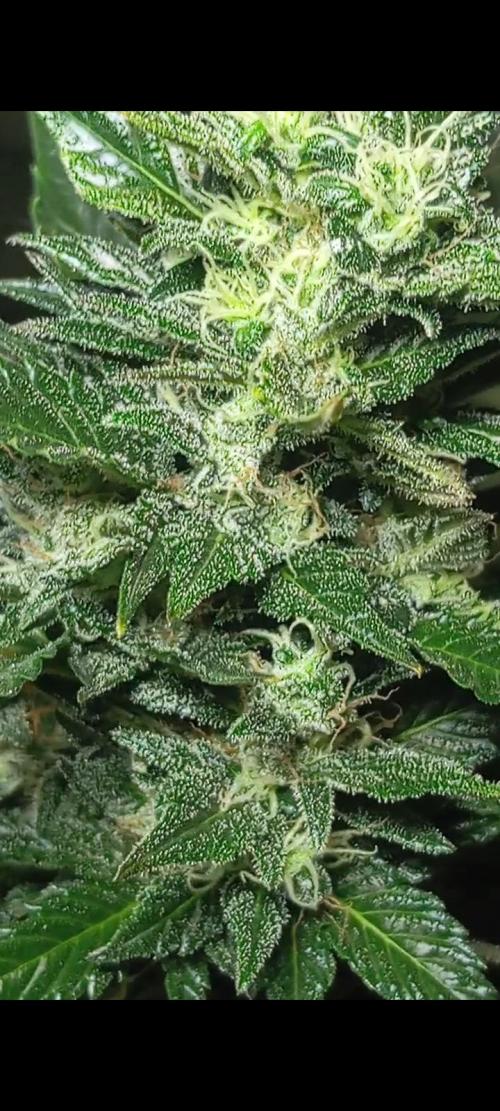 Dognabis cup #420 P & A. Week 15