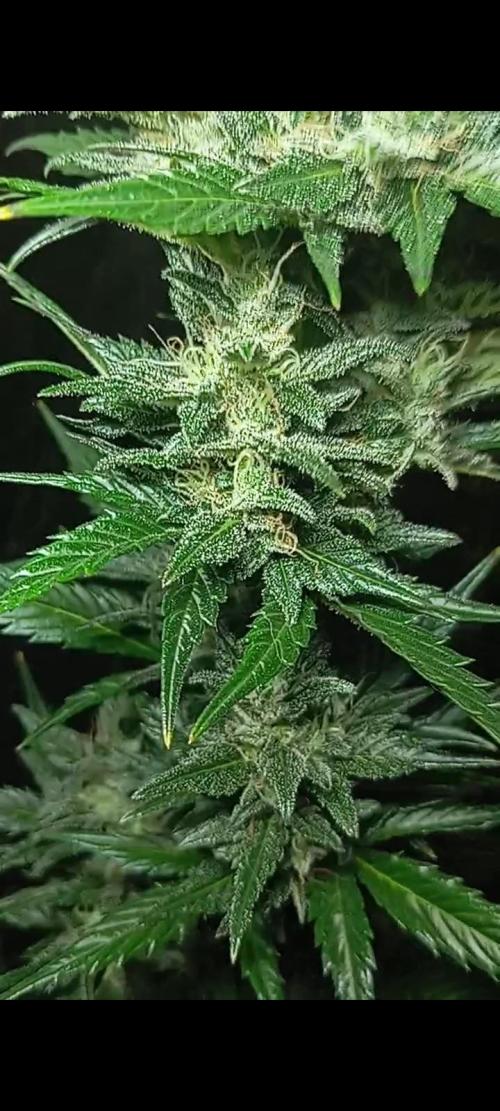 Dognabis cup #420 P & A. Week 15