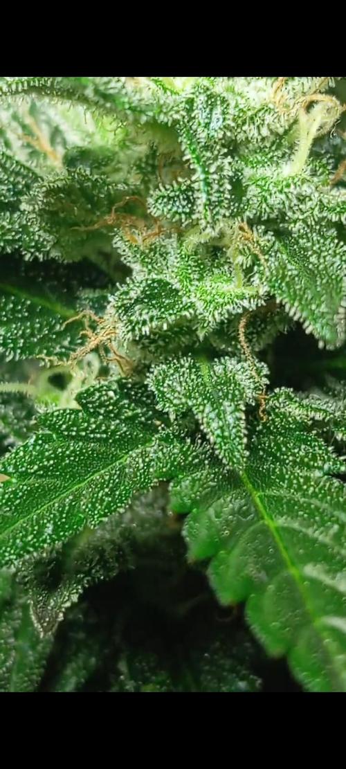 Dognabis cup #420 P & A. Week 15