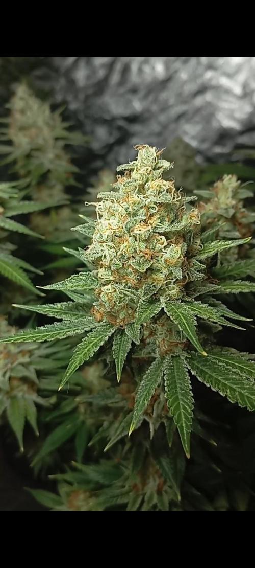 Dognabis cup #420 P & A. Week 15