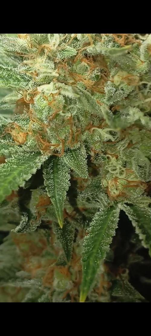 Dognabis cup #420 P & A. Week 15