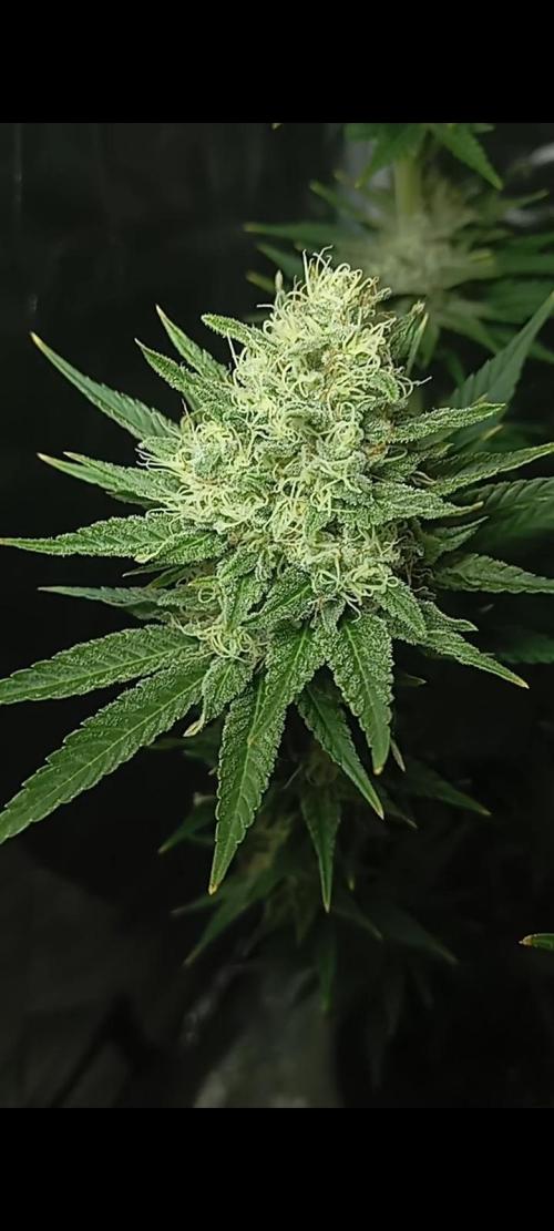 Dognabis cup #420 P & A. Week 15