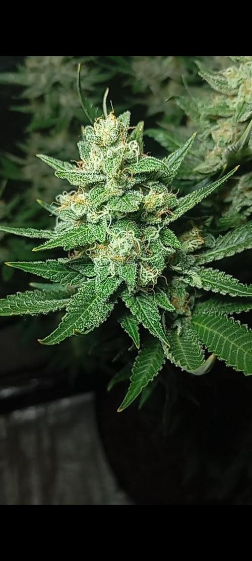 Dognabis cup #420 P & A. Week 15