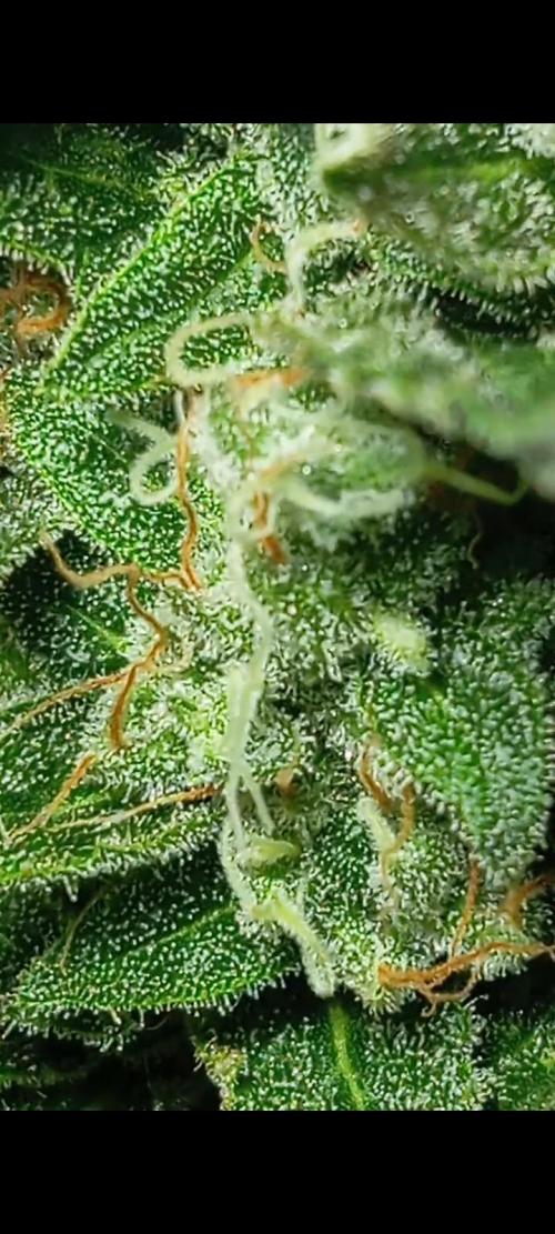 Dognabis cup #420 P & A. Week 15