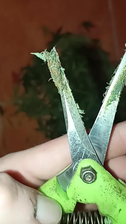 Dognabis cup #420 P & A