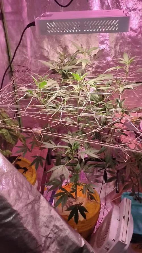 BbigplantT