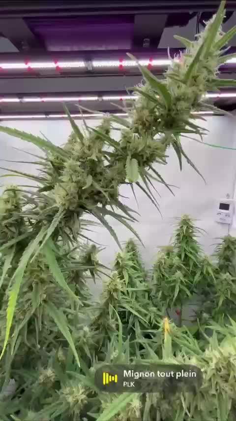 Gorrila Cookies