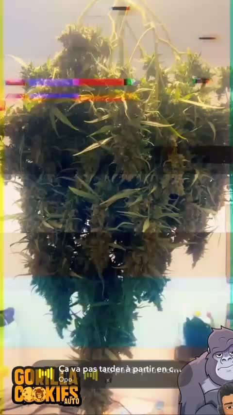 Gorrila Cookies