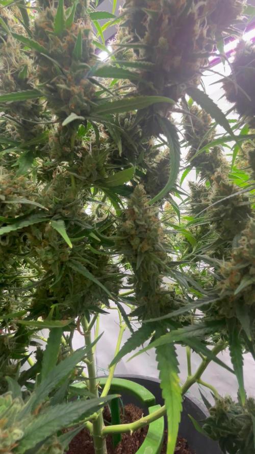 Gorilla Cookies