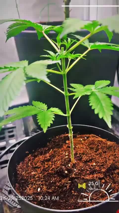 Mota khan afgan élite seed