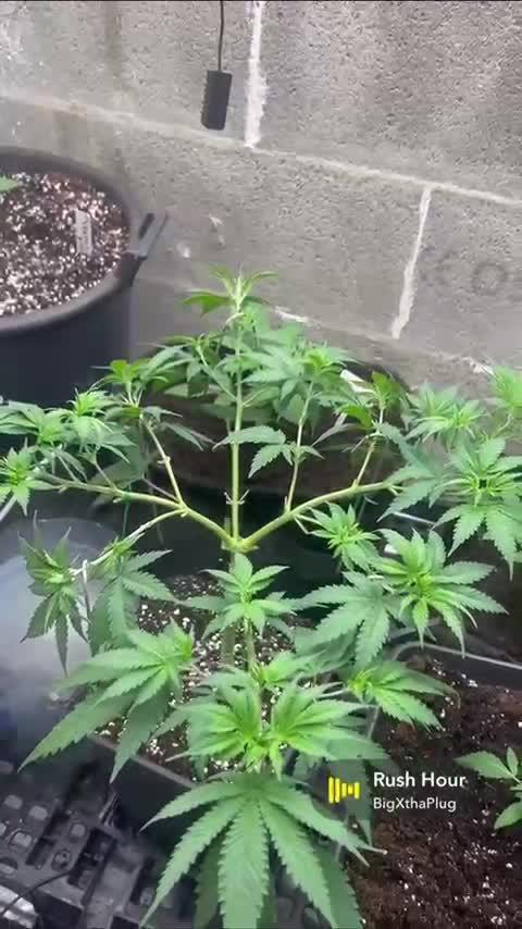 Mota khan afgan élite seed