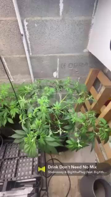 Mota khan afgan élite seed