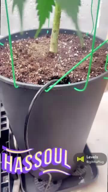 Mota khan afgan élite seed