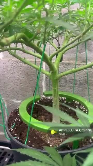 Mota khan afgan élite seed