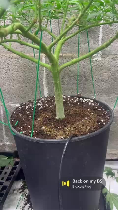 Mota khan afgan élite seed